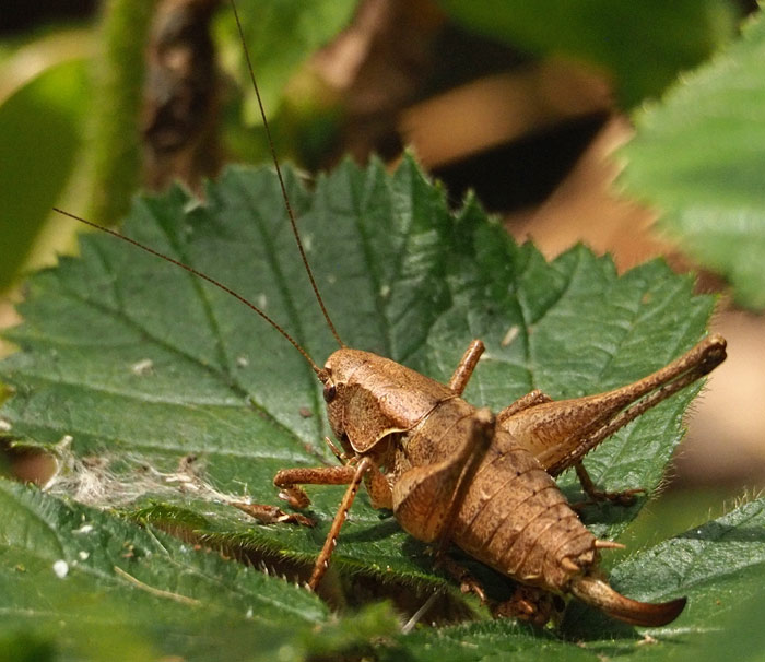 Gewöhnliche Strauchschrecke, Pholidoptera griseoaptera Weibchen